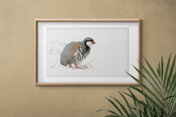 Chukar 2022 mockup Chukar Partridge