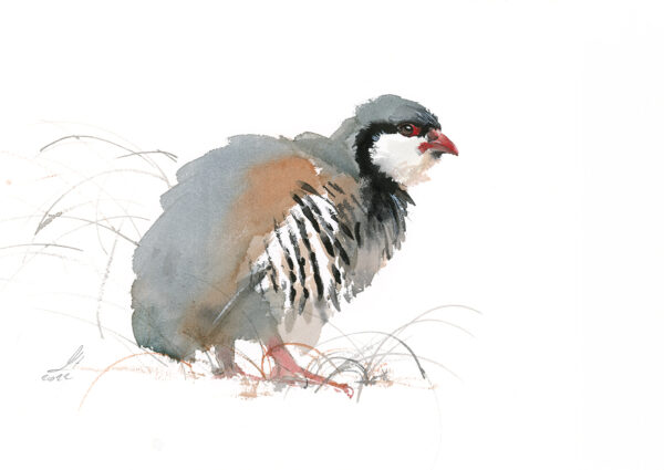 Chukar 2022 Watercolor of Chukar
