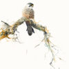 watercolour of eleonora's falcon
