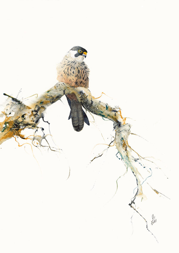 watercolour of eleonora's falcon