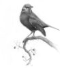 drawing of a blackbird
