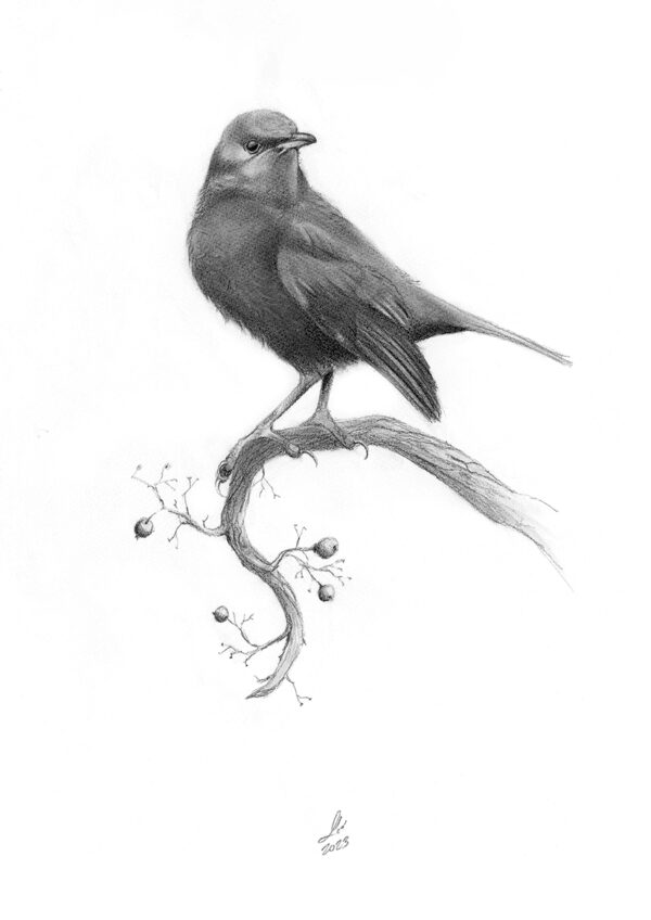 drawing of a blackbird