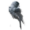 watercolour of jackdaw
