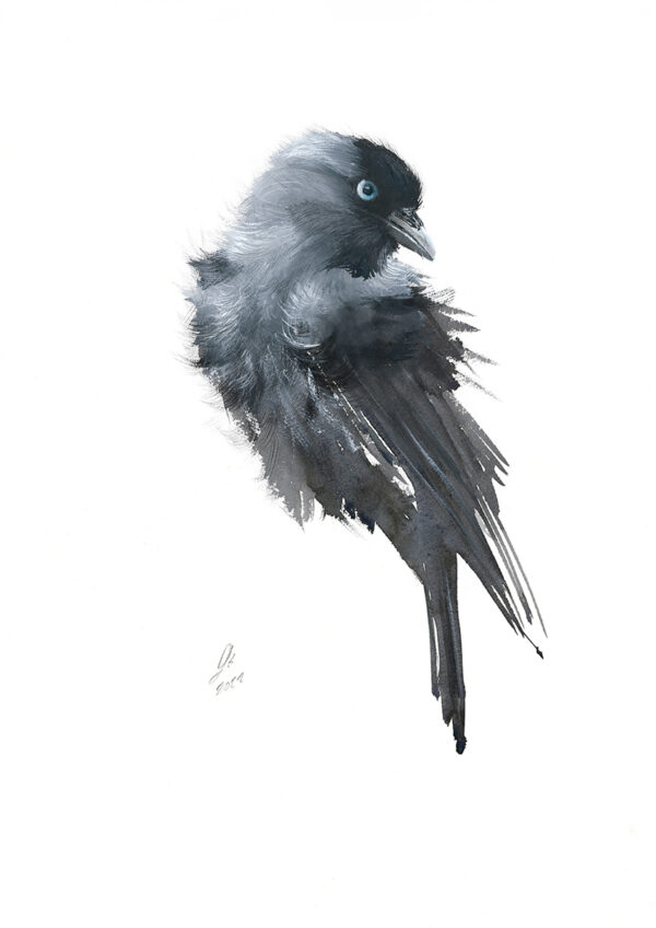 watercolour of jackdaw