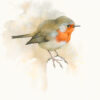 watercolour of robin