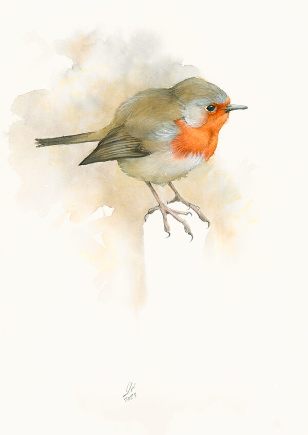 watercolour of robin