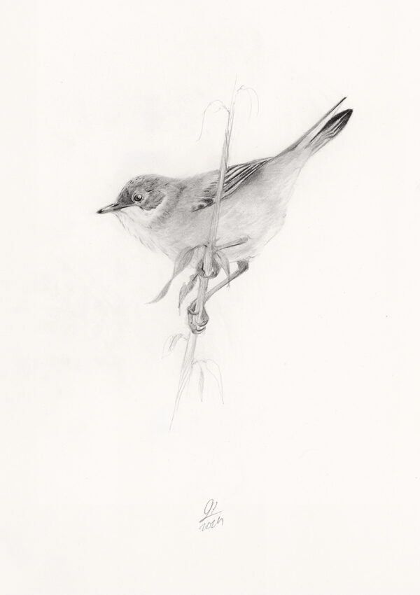 Common whitethroat