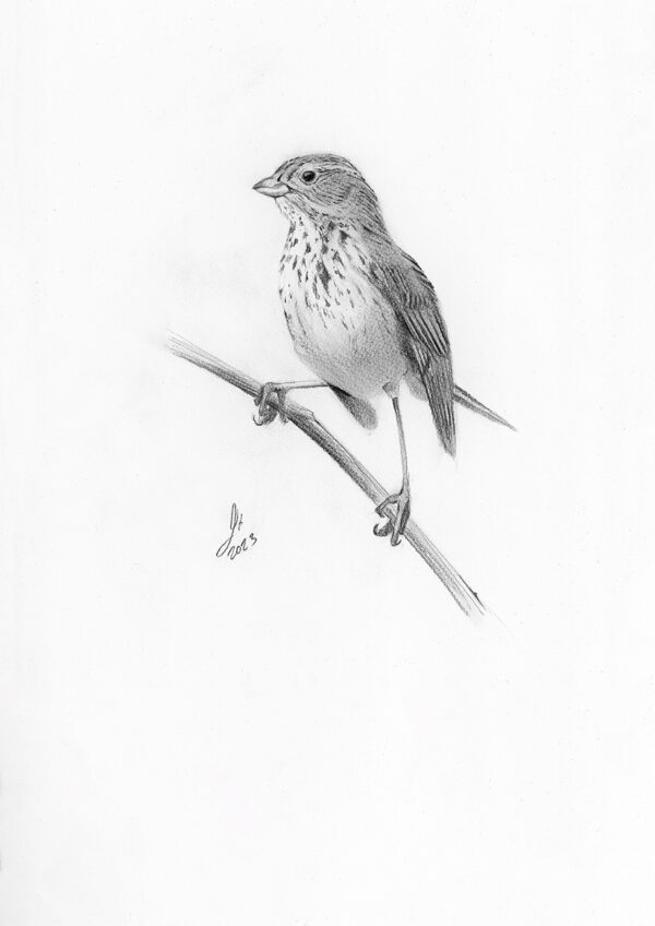 Corn bunting