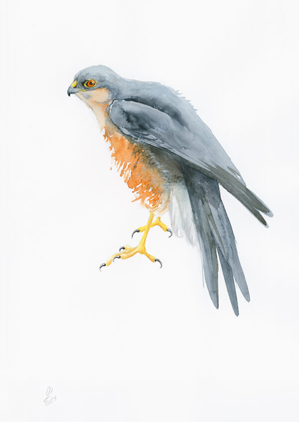 Eurasian sparrowhawk