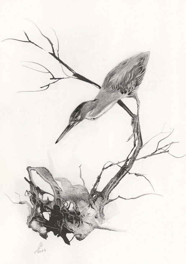 Green heron 2024 Green heron