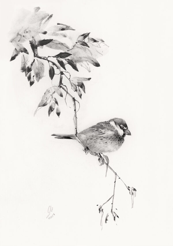 Spanish sparrow (2)