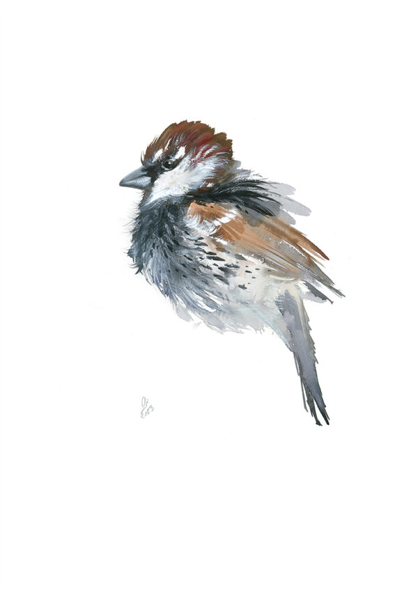 Spanish sparrow (1)